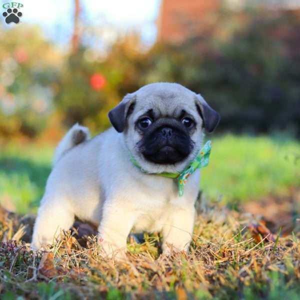 Cooper, Pug Puppy